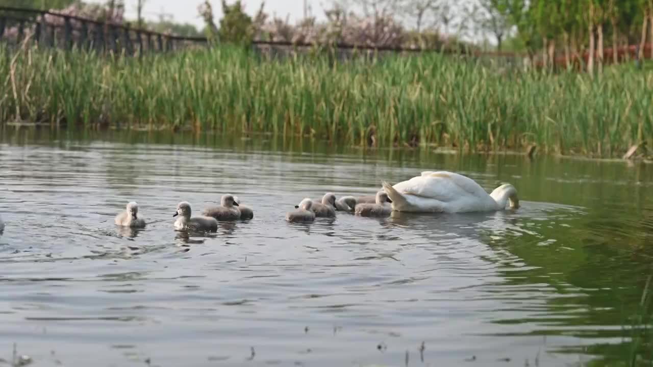 两只疣鼻天鹅带领一群小天鹅在湖内吃水草视频素材