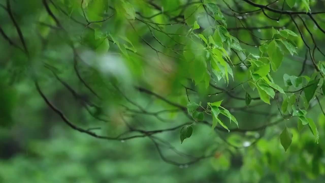 春天春雨下雨香樟树树叶升格视频视频下载