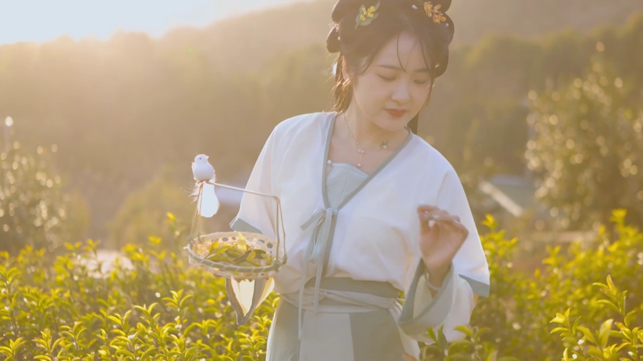 一个汉服美女在茶园采摘茶叶视频素材