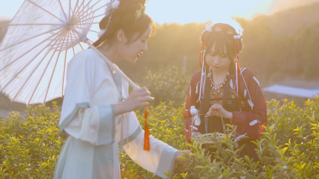 两个汉服美女在茶园采摘茶叶视频下载