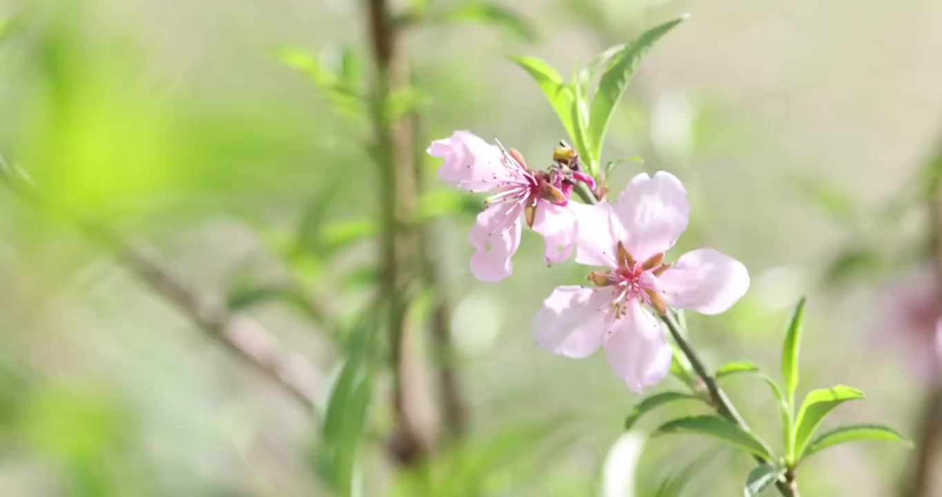 春天盛开的桃花视频下载