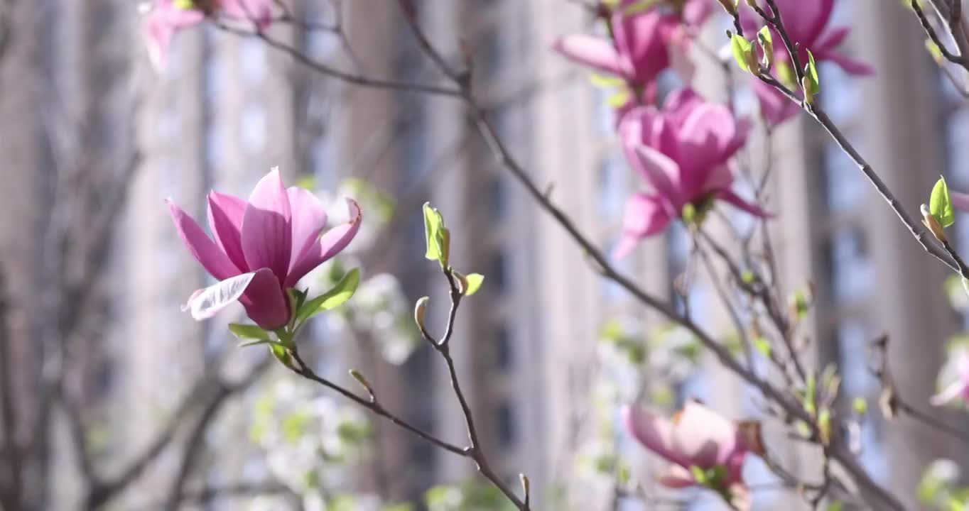 春天开放的玉兰花视频下载