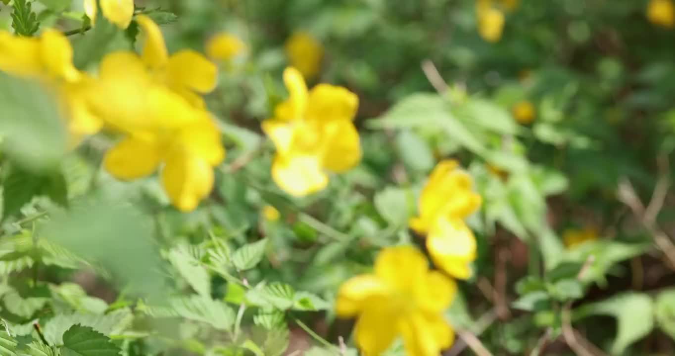 春季盛开的迎春花视频下载