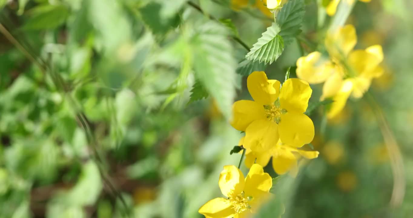 春季盛开的迎春花视频下载