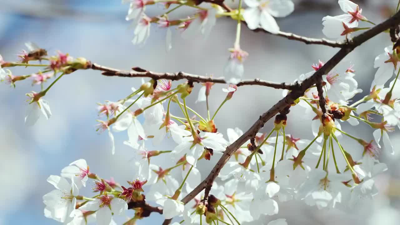 盛开的樱花下蜜蜂采食视频素材