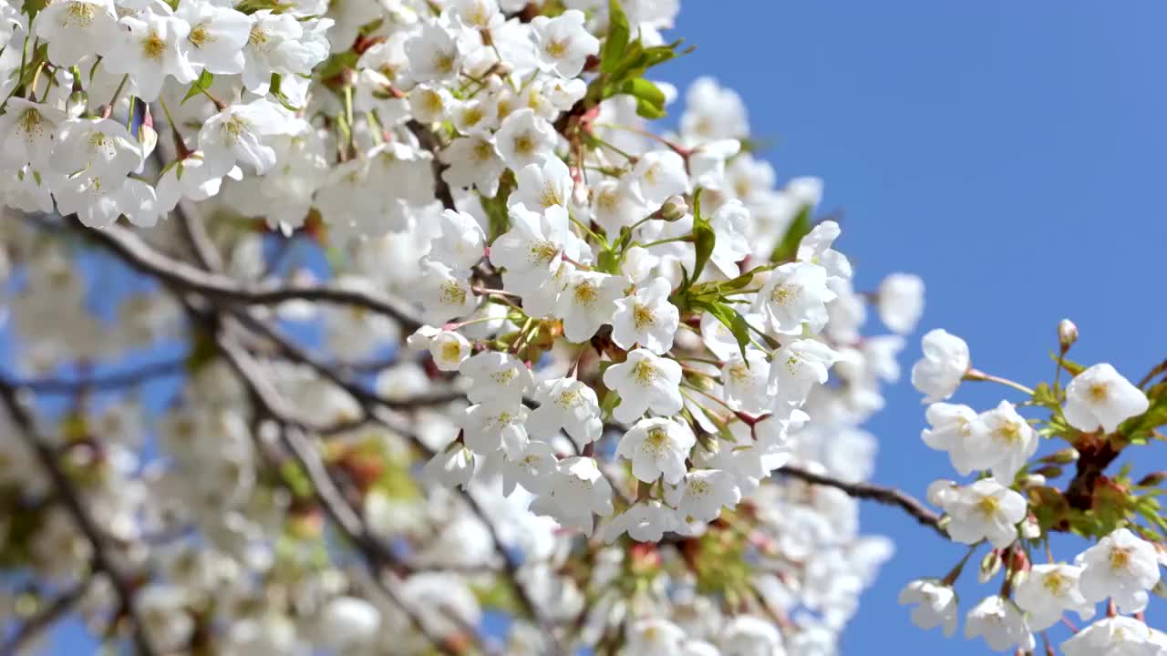 春天盛开的樱花视频下载