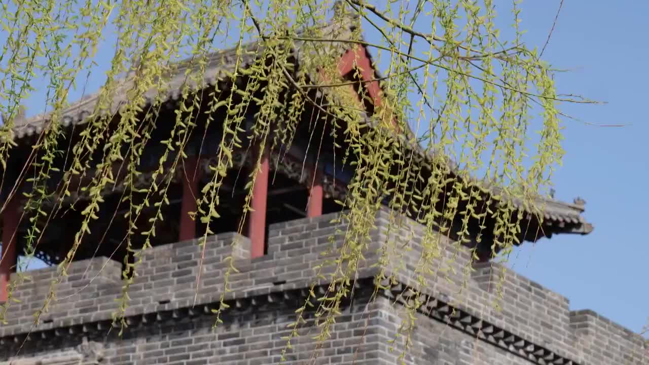 春天柳树发芽绿色柳枝视频素材