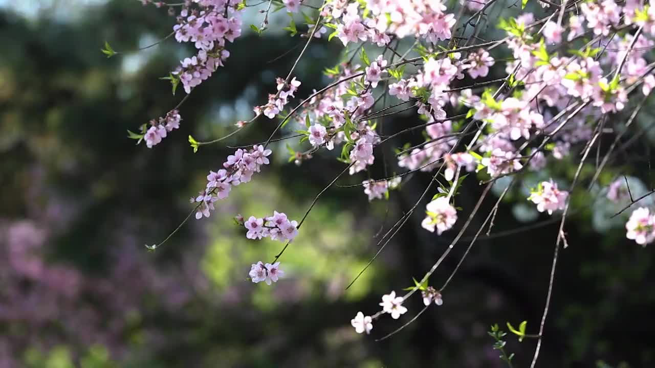 樱花开视频素材