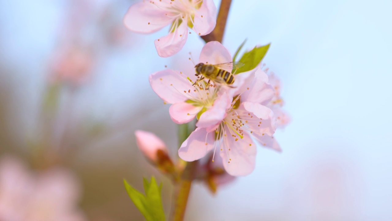 蜜蜂在花朵上采蜜视频素材