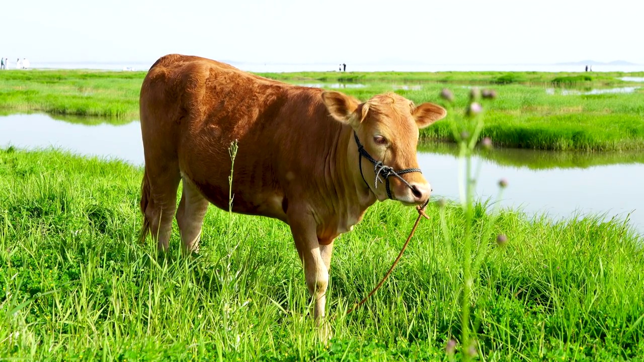 江苏南京高淳石臼湖的草海，牛与草地的田园风光视频素材