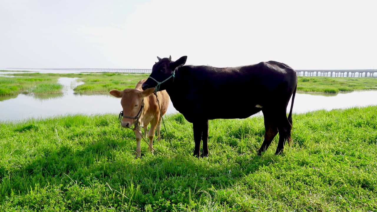 江苏南京高淳石臼湖旁的草海，两只牛与草地的田园风光视频素材