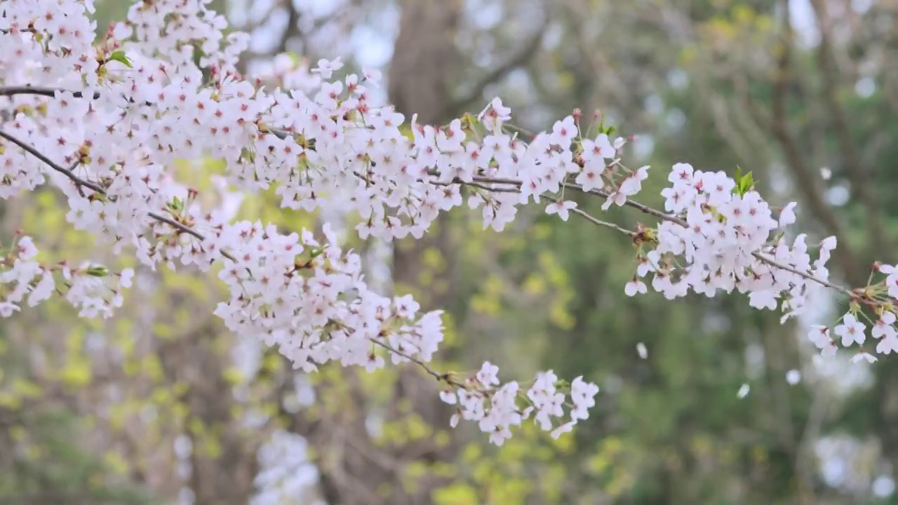 春天里的樱花视频素材