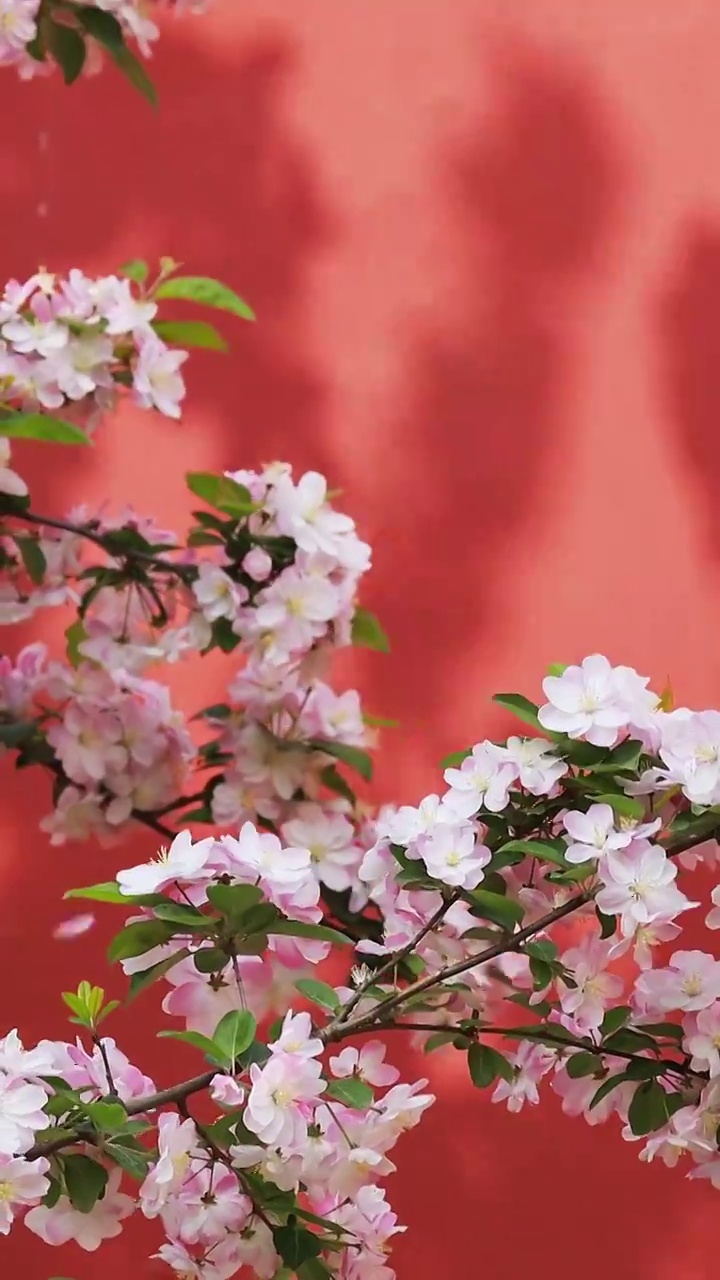 海棠花与故宫的红墙，北京故宫春天盛开的海棠花视频素材