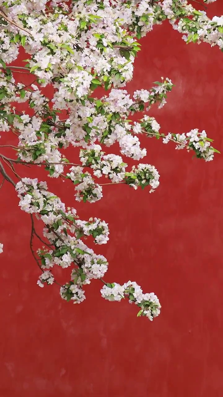 海棠花与故宫的红墙，北京故宫春天盛开的海棠花视频素材