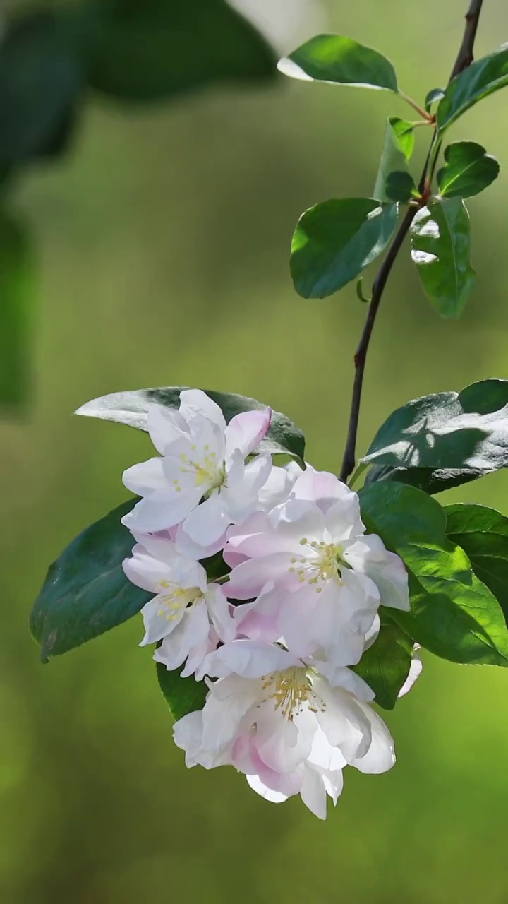 春天的海棠花视频素材