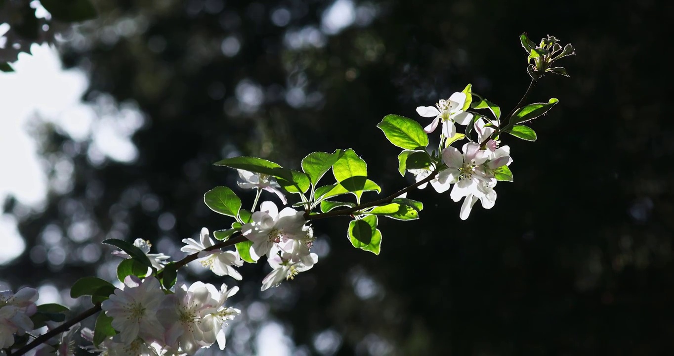 海棠花盛开的季节，花卉摄影视频素材