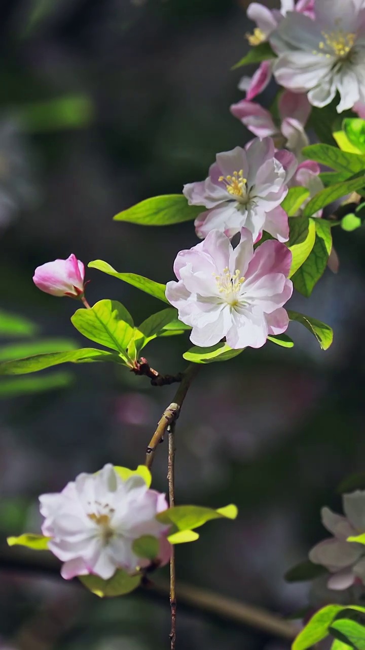 海棠花盛开的季节，花卉摄影视频素材