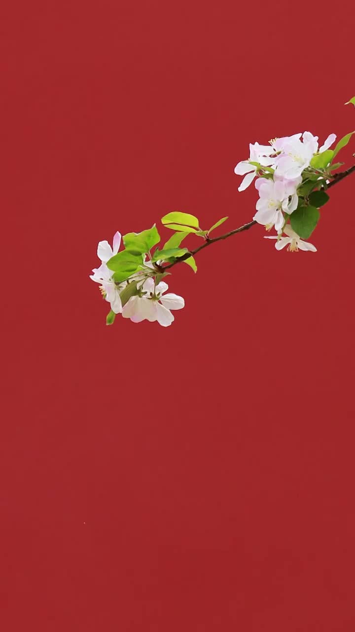 海棠花盛开，春天的北京故宫，红墙前的海棠视频素材