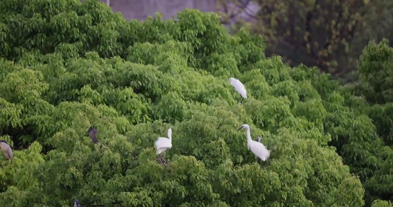白鹭 鹭鸟 候鸟 鸟类 野生动物视频素材