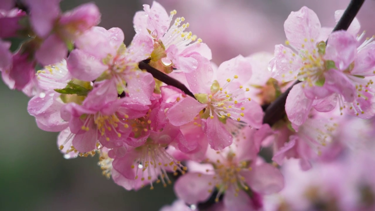 春天盛开的花朵视频素材