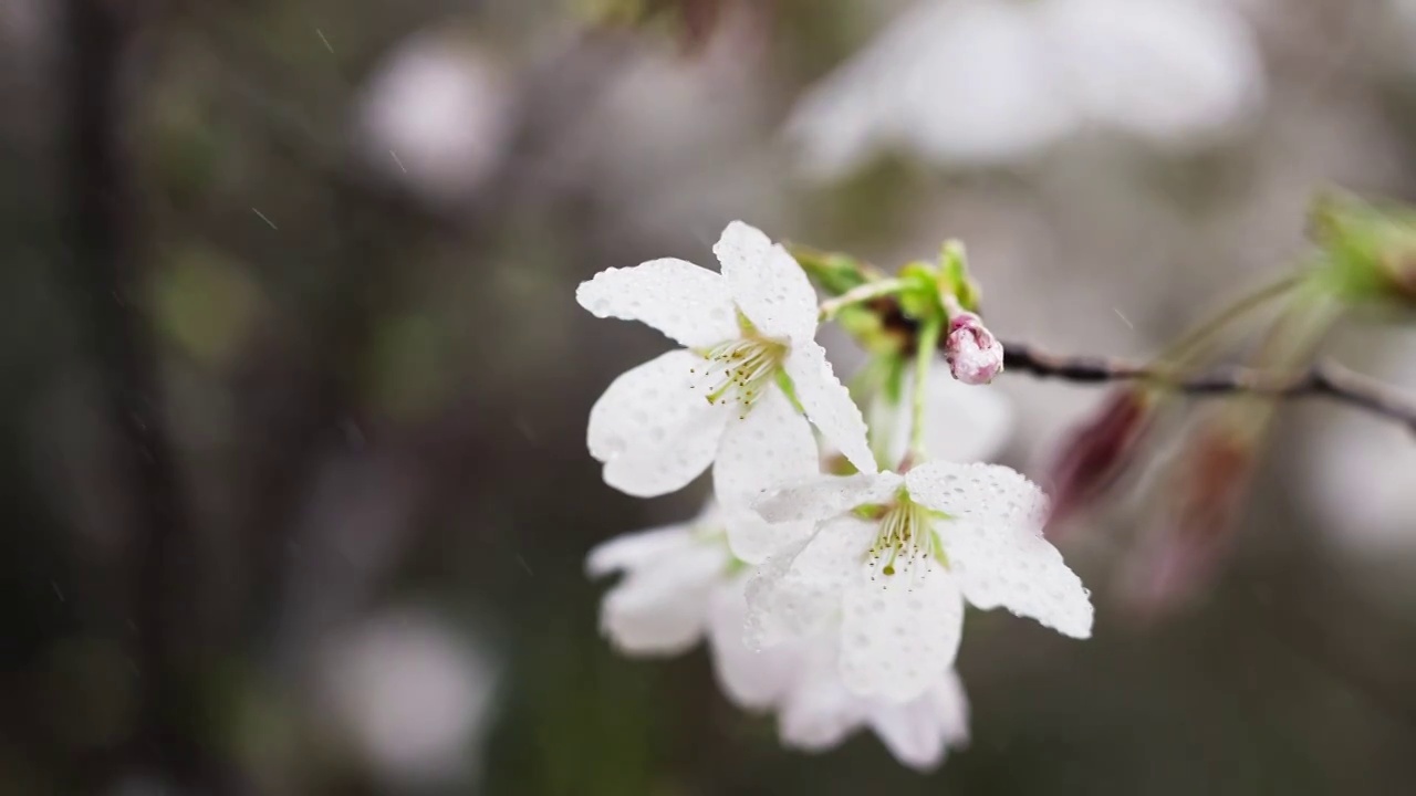 春天盛开的花朵视频素材