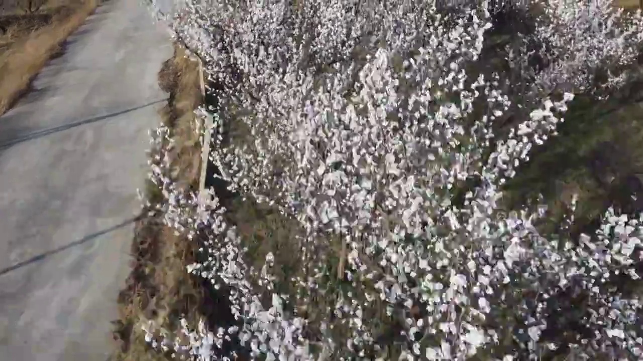 北京郊区山花烂漫的春天视频素材