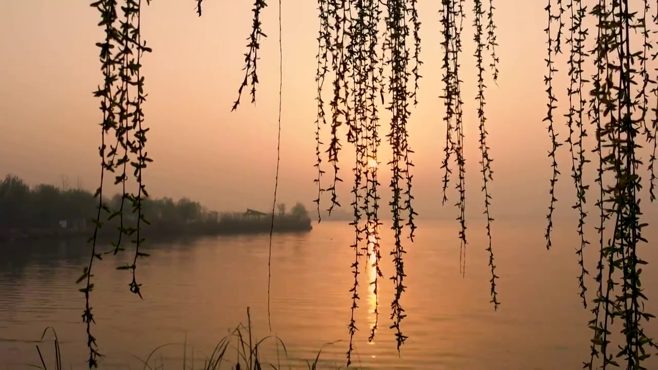 湿地公园早晨日出 湖边垂柳随风飘动视频下载