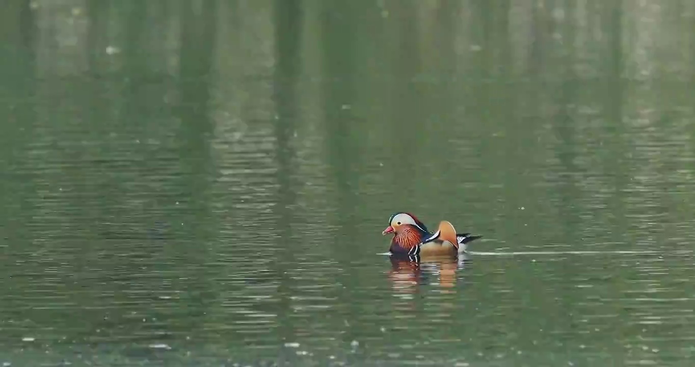 鸳鸯在湖中游泳，平静湖面上的鸟视频素材