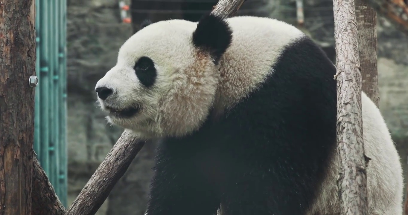 大熊猫，动物园中的熊猫视频素材