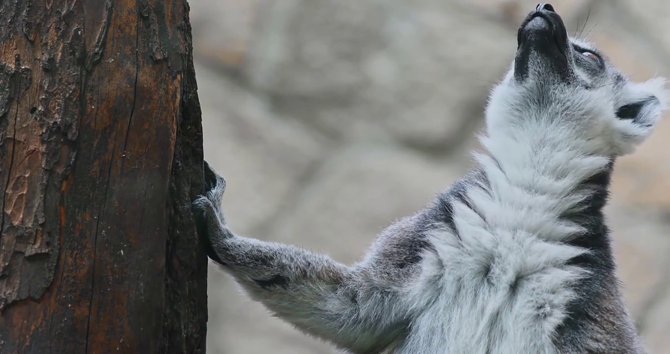 环尾狐猴的表情，呆萌可爱的猴子视频素材