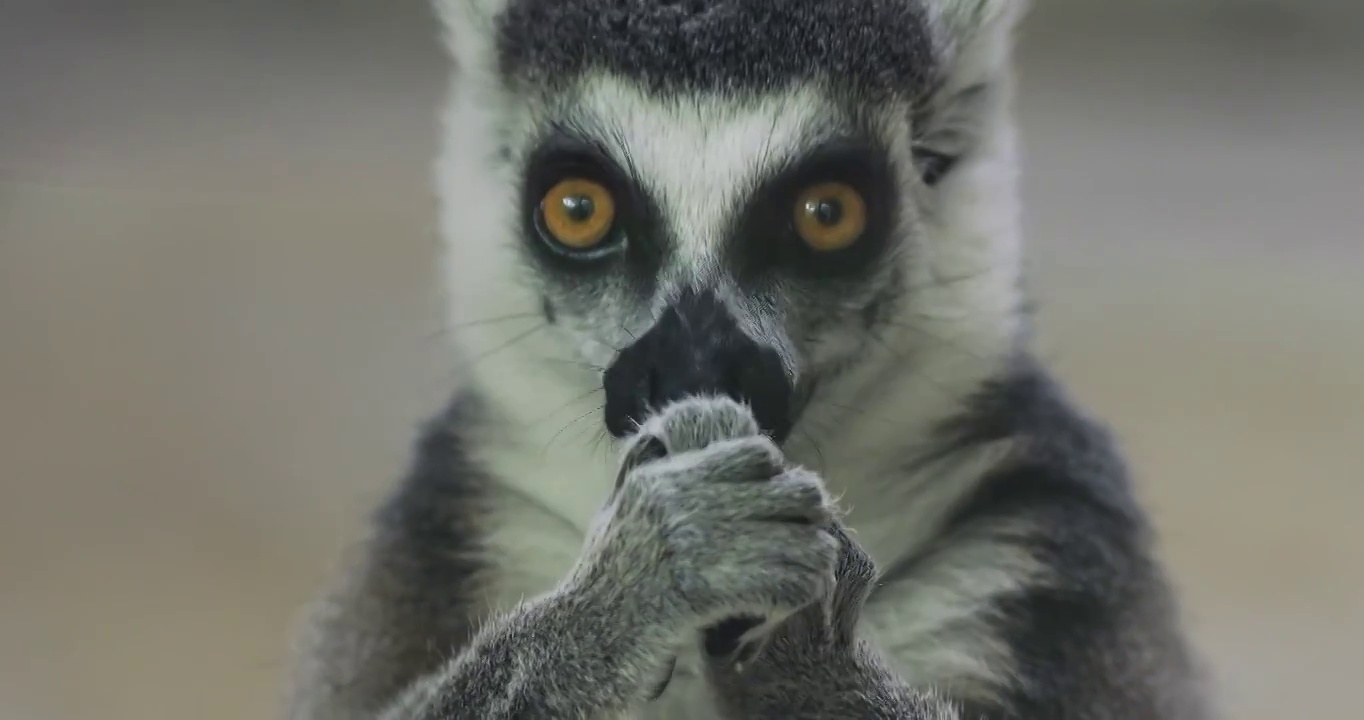 环尾狐猴的表情，呆萌可爱的猴子视频素材