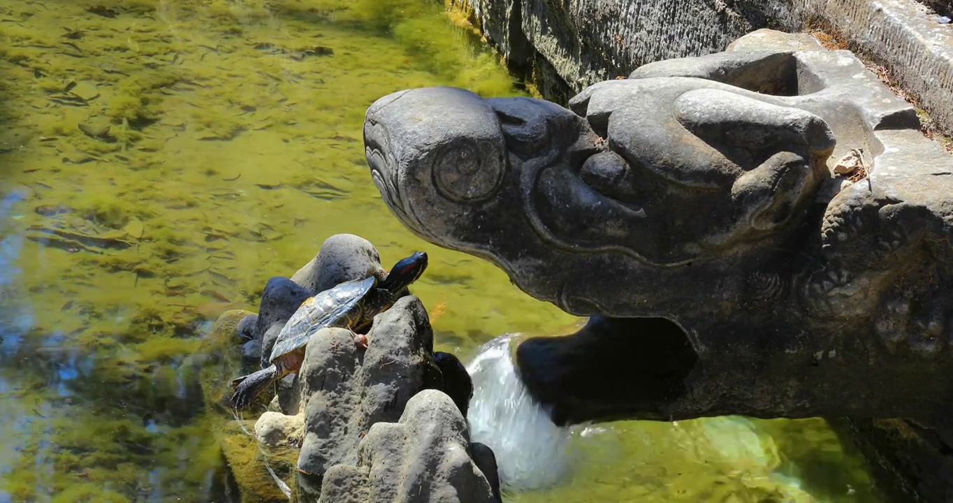 北京4K拍摄趴在岩石晒太阳的乌龟视频素材