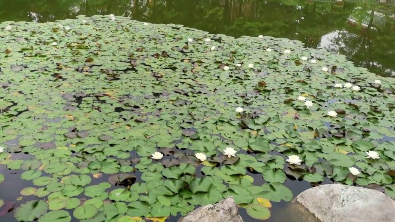 池塘盛开的白色睡莲视频素材