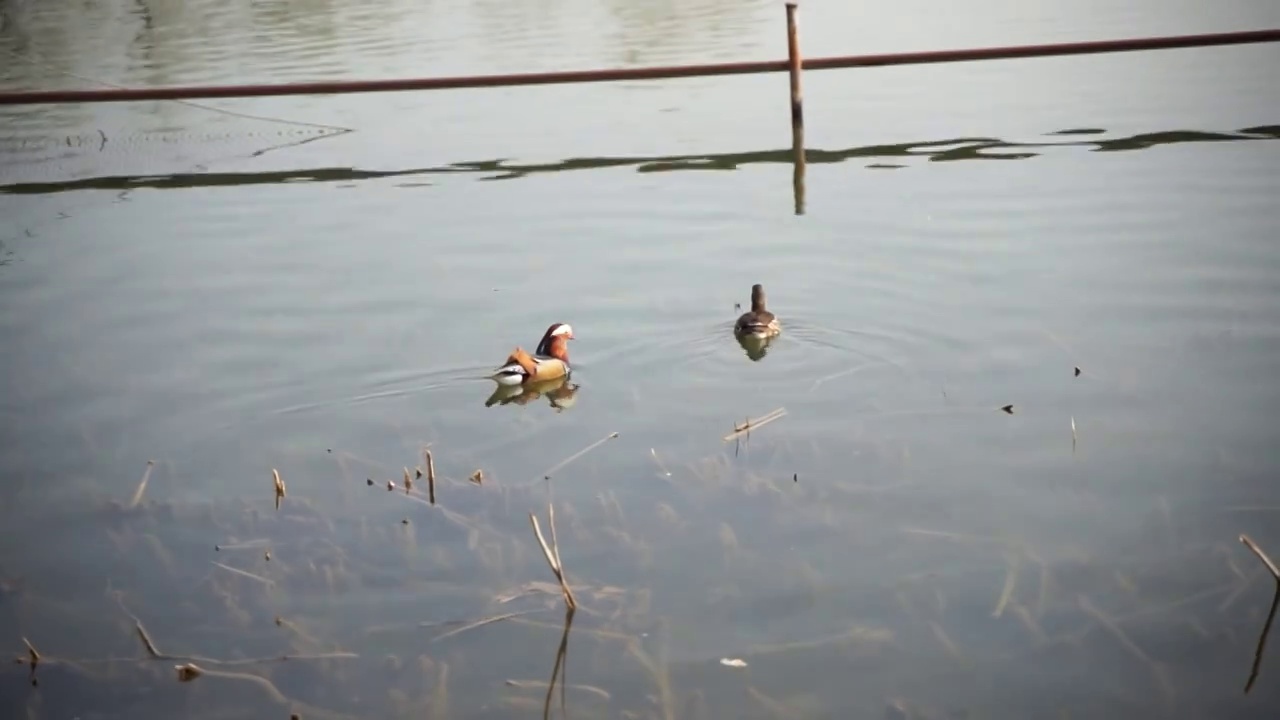 鸳鸯在水面游动觅食视频素材