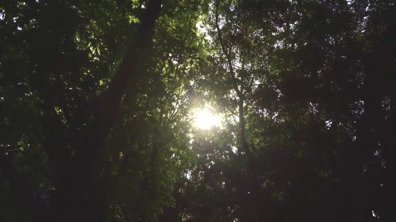 晴天清晨阳光穿过树林缝隙视频素材
