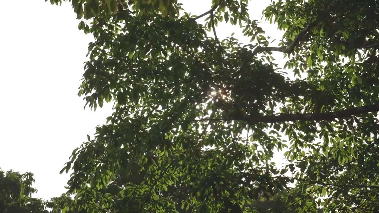 阳光穿过树林树叶唯美视频素材视频素材