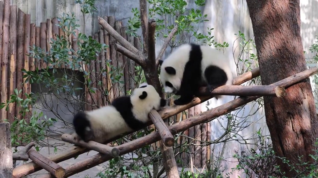 世界多样性保护旗舰物种中国国宝大熊猫视频下载