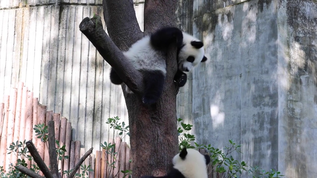 世界多样性保护旗舰物种中国国宝大熊猫视频素材