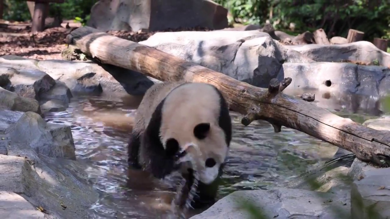 世界多样性保护旗舰物种中国国宝大熊猫视频素材