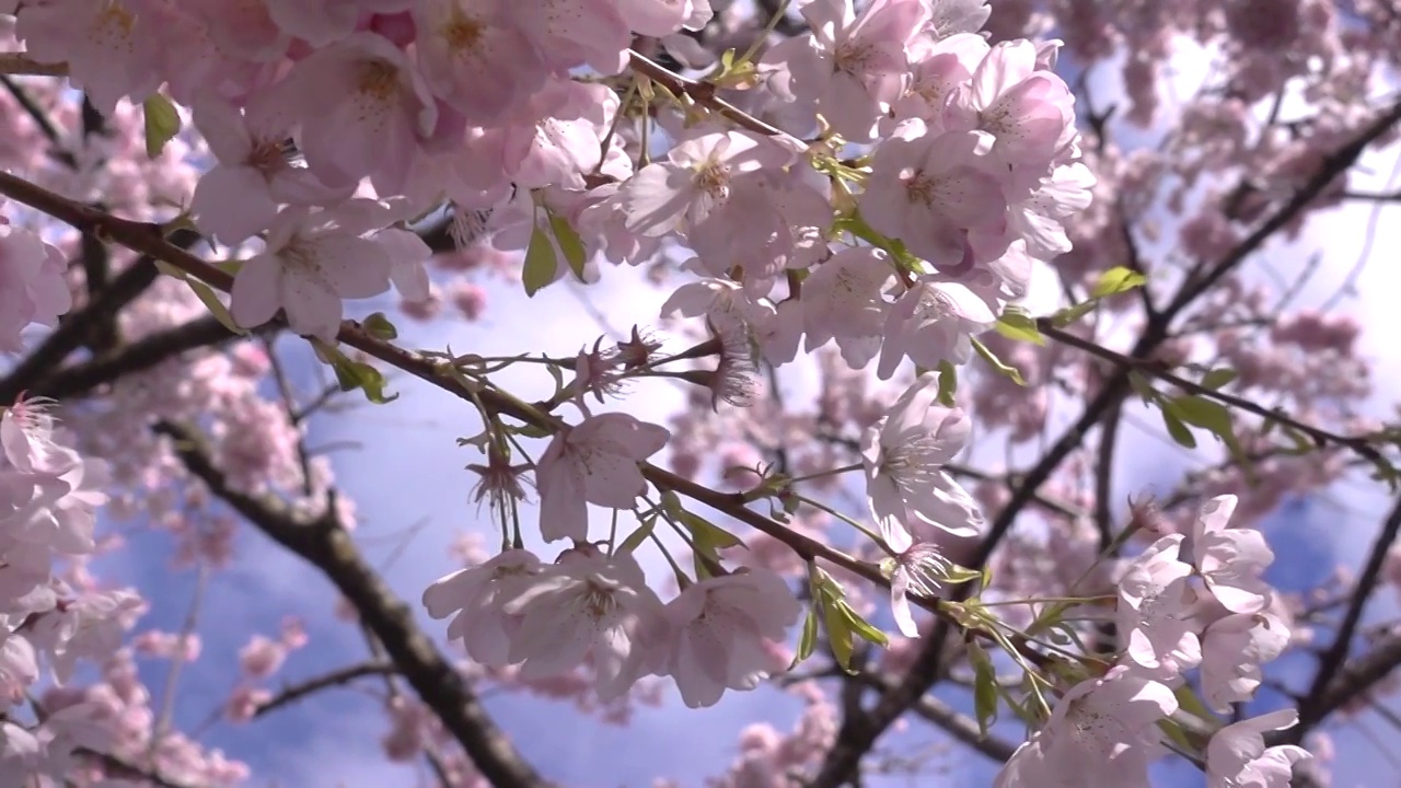 春天樱花花头的高速特写视频素材