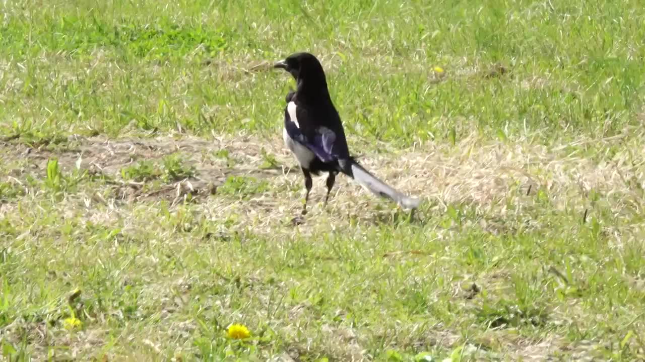 草地上一只觅食的喜鹊视频下载