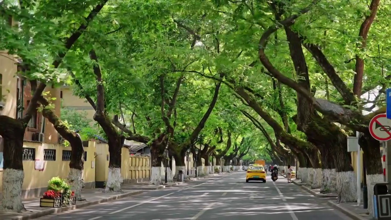 绿树成荫的南京颐和路视频下载