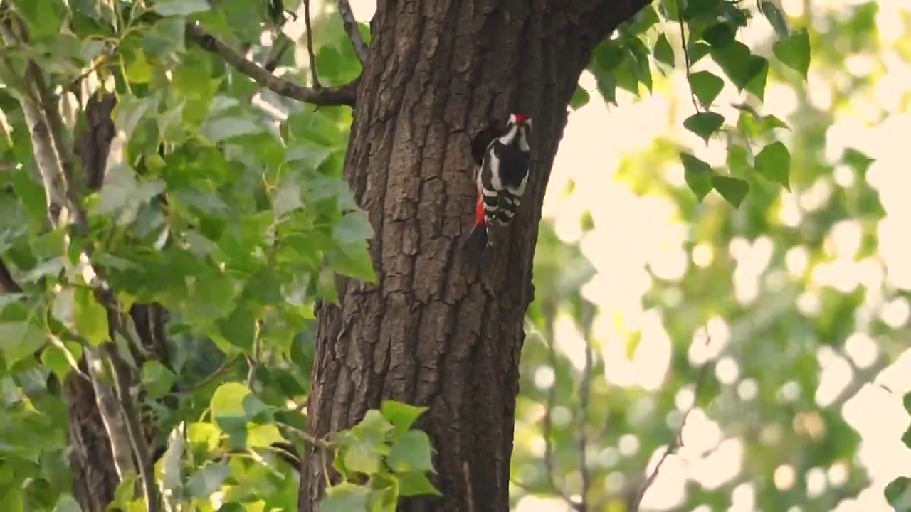 啄木鸟，归巢视频素材