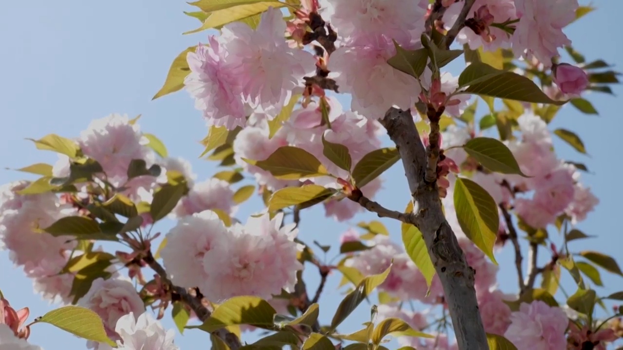 樱花盛开升格慢镜头展示视频素材
