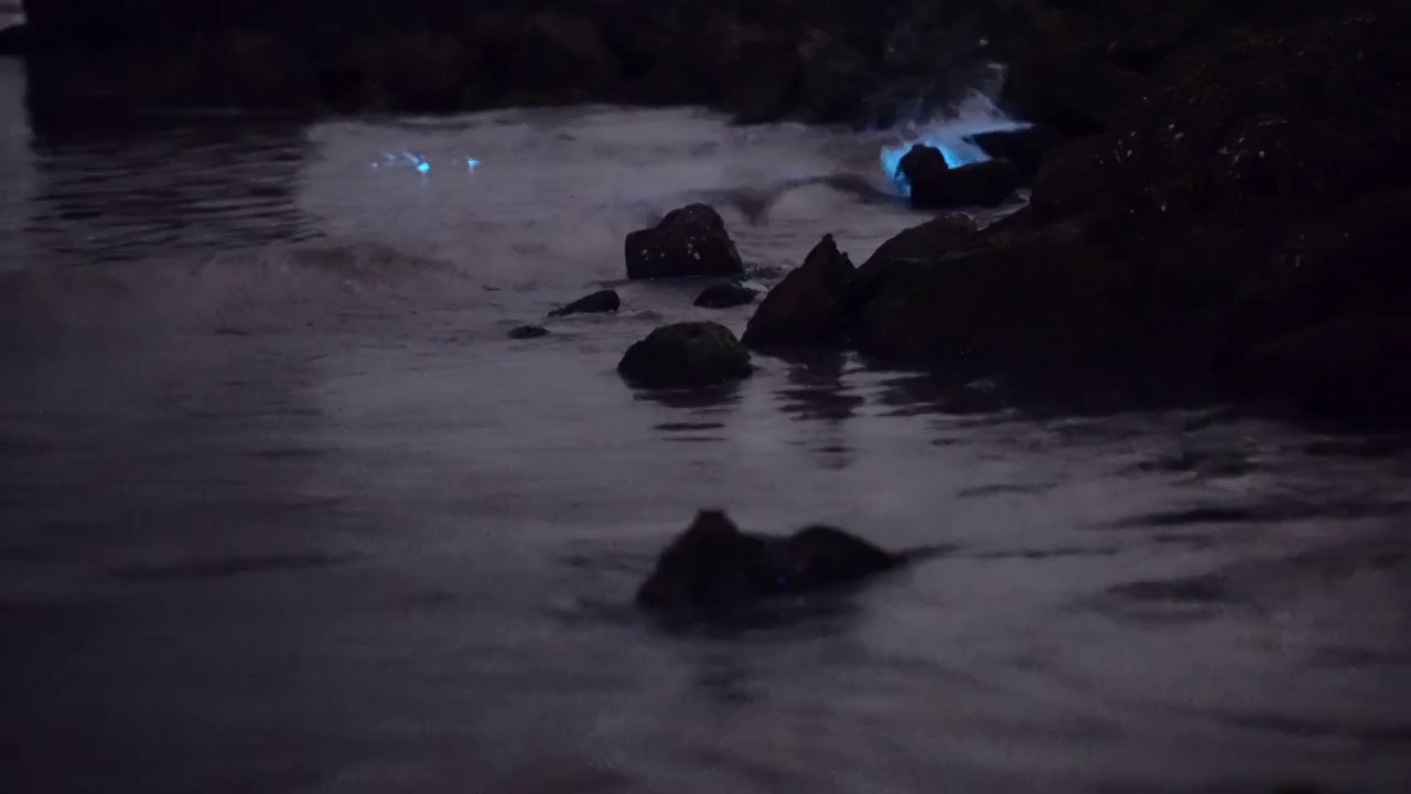 蓝眼泪海浪冲刷礁石视频素材视频素材