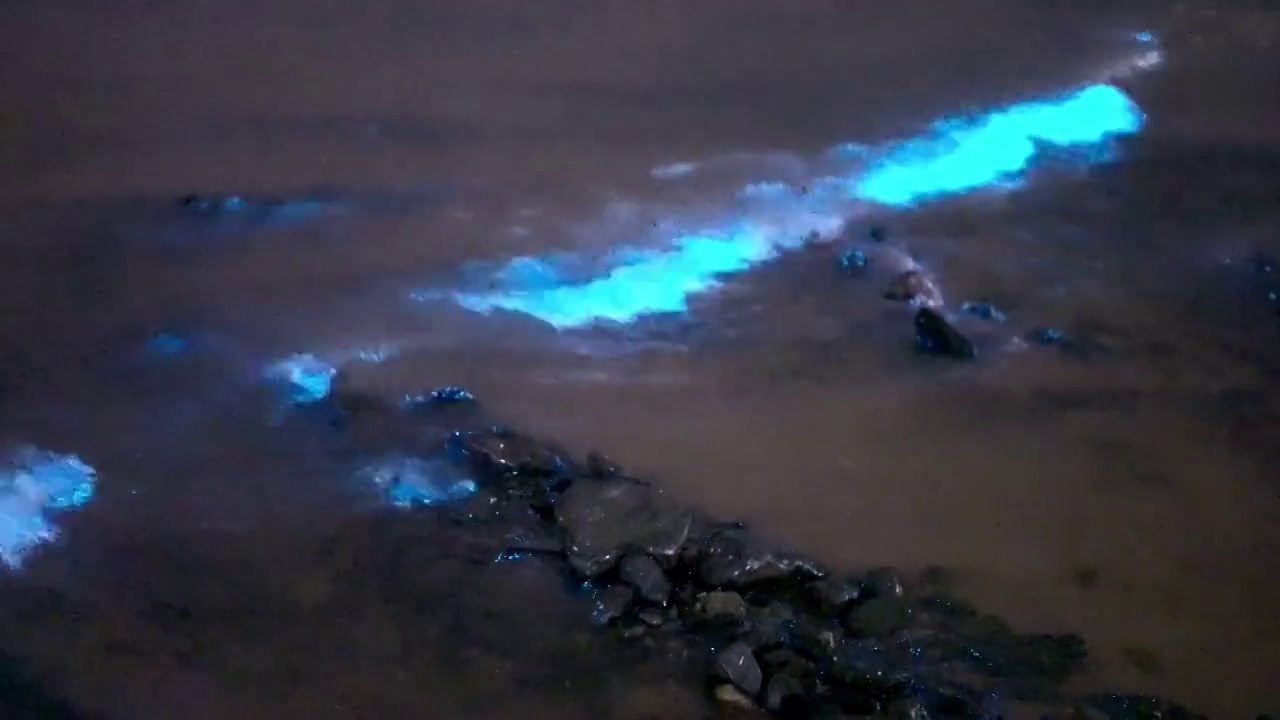 蓝眼泪海浪冲刷海滩礁石视频素材视频素材
