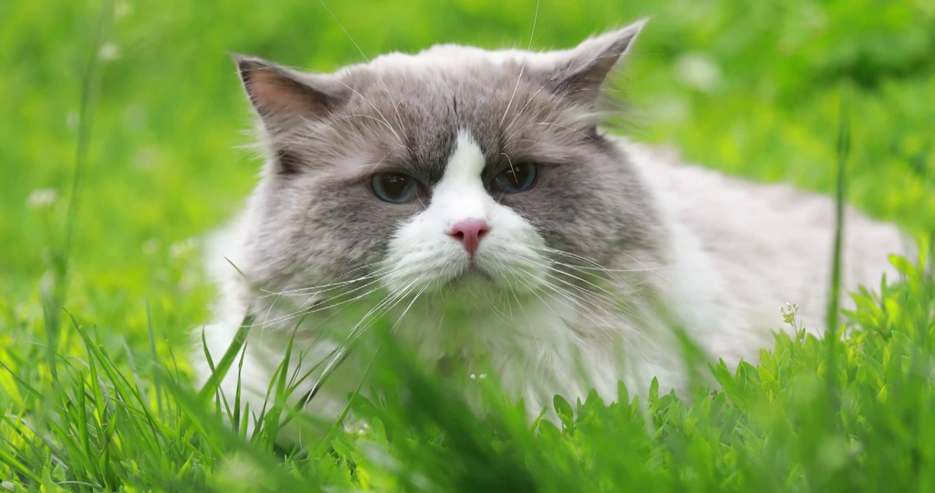 猫，绿色草丛中的布偶猫，呆萌可爱视频素材