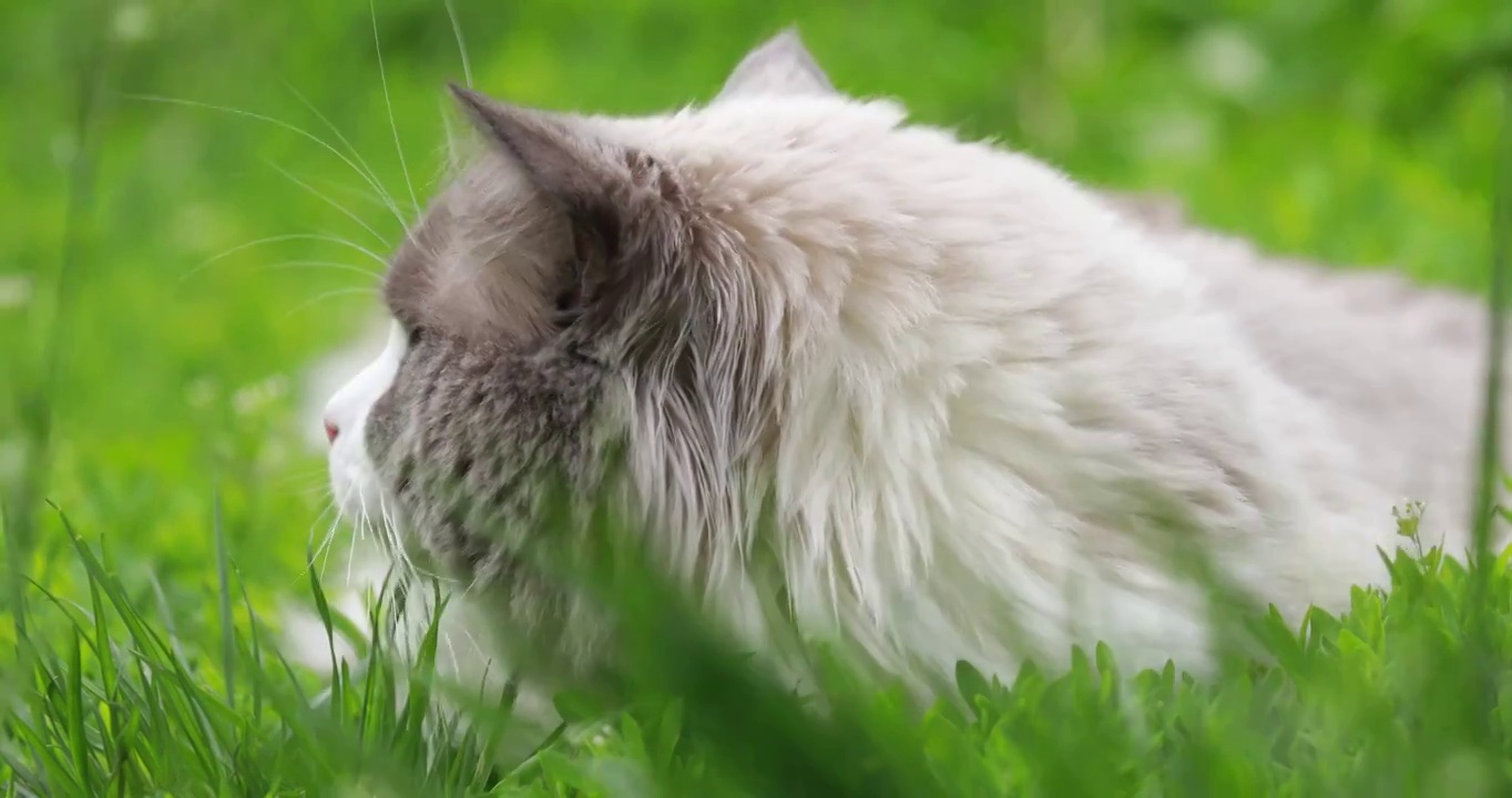 猫，绿色草丛中的布偶猫，呆萌可爱视频素材