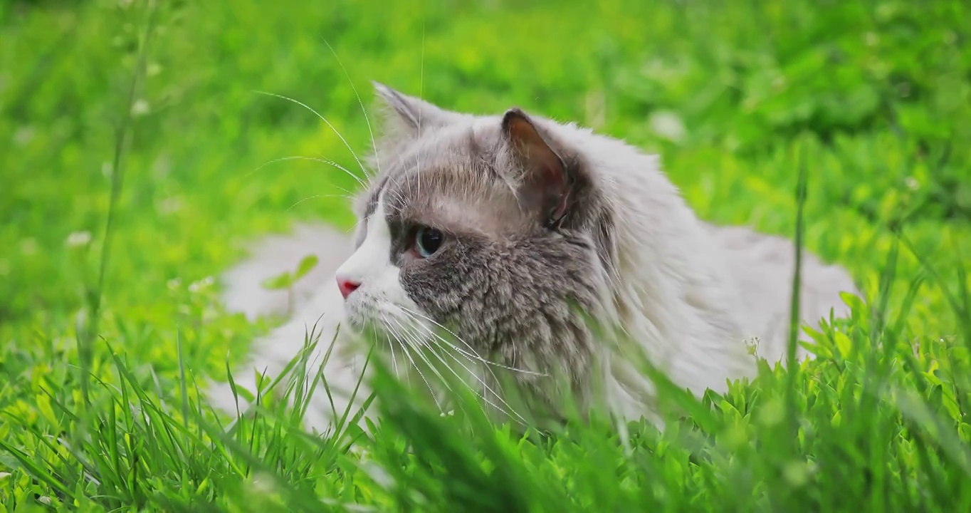 猫，布偶猫，草丛，表情，特写，眼神，草丛中的猫视频素材