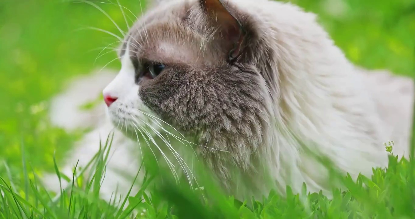 猫，布偶猫，草丛，表情，特写，眼神，草丛中的猫视频素材